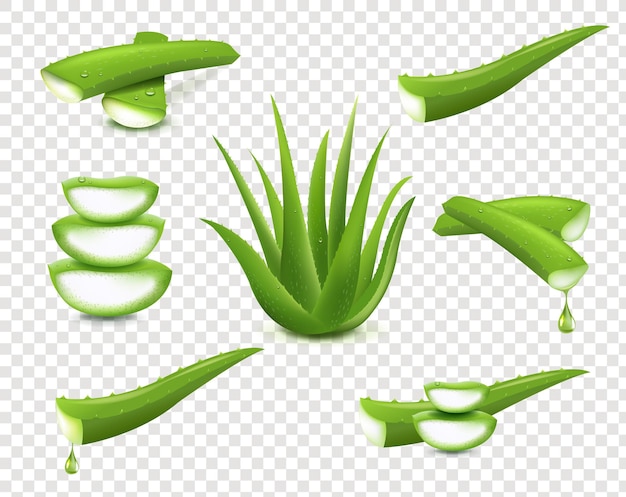 ealoeverasetisolatedtransparentbackground_10_m_230712