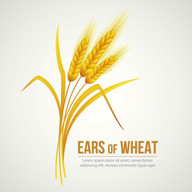 Ears of Wheat  illustration