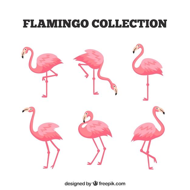 Farklı pozlarda düz flamingo koleksiyonu