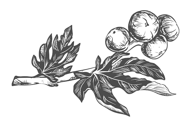 Fig branch on a white background Tropical plant raw fruit leaf Sketch of sweet fruits Vector image in engraving style Suitable for packaging design logo