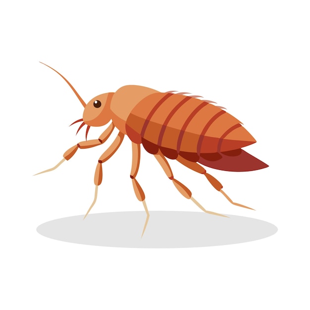 Flea insect flat vector illustration on white background