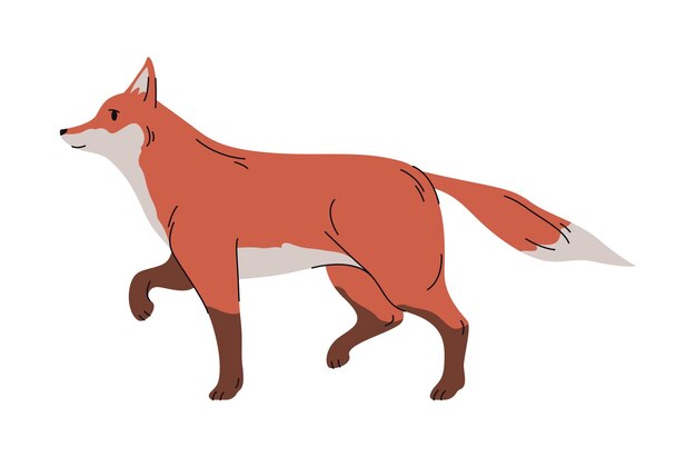 Forest animals portrait of fox carnivorous mammal