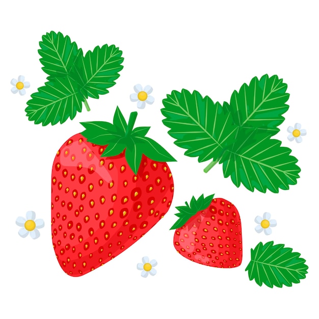 Fresh strawberry with green leaf and white flower in cartoon style Vector whole sweet strawberry isolated on a white background