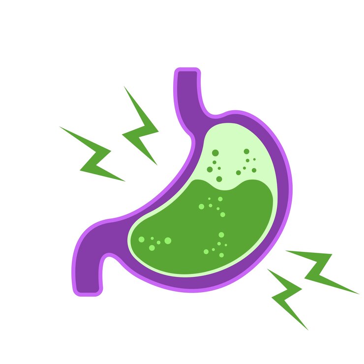 Gastroesophageal reflux disease concept Human stomach full of gastric acid cut view Vector