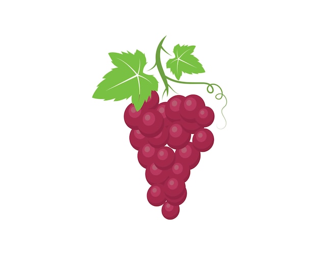 Grape fruits with leaf icon vector illustrtion  template