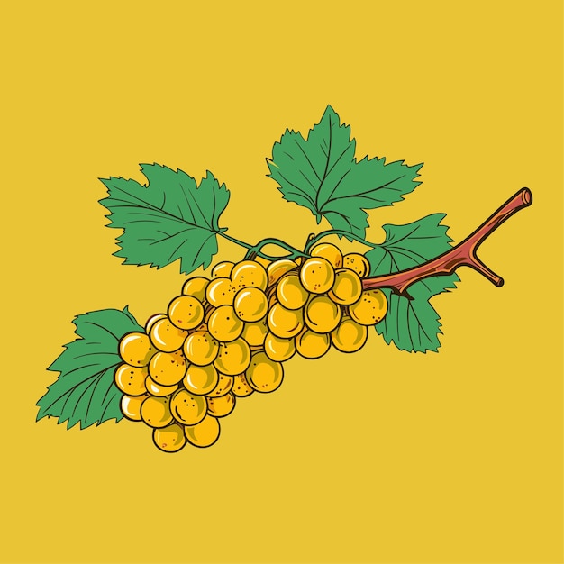 Grape vine or grape branch decorative element vector illustration Isolated hanging grape twig with green leaves and yellow berries