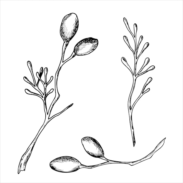 Graphic drawing of cinnamon branches Hand drawn botanical vector illustration