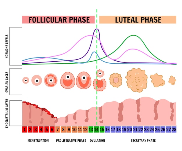 graphic female stages of the menstrual cycle in vector