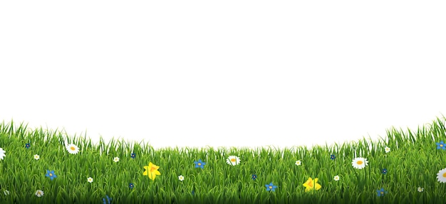 Green Grass Border With Flowers Isolated