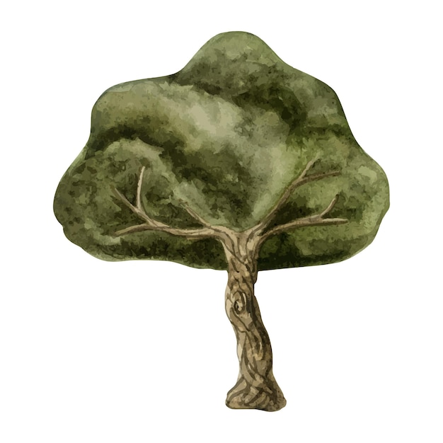 Green olive tree watercolor illustration for Mediterranean designs Maple oak or evergreen plant