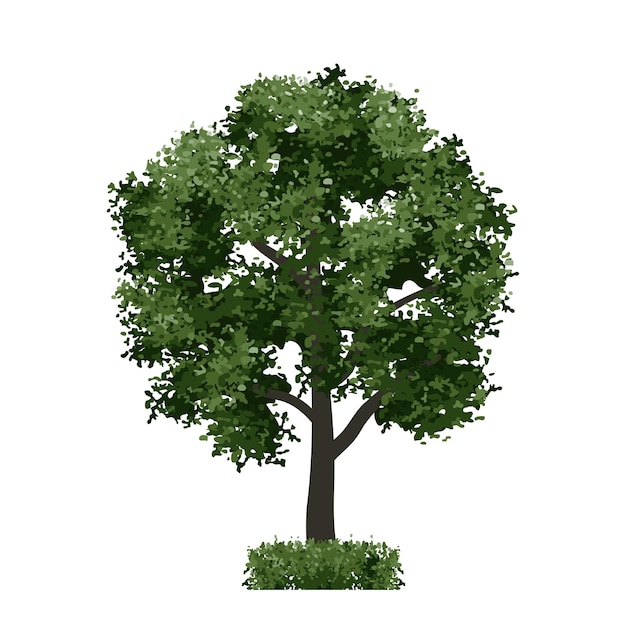 Green tree isolated on white background Landscape object for outdoor graphic