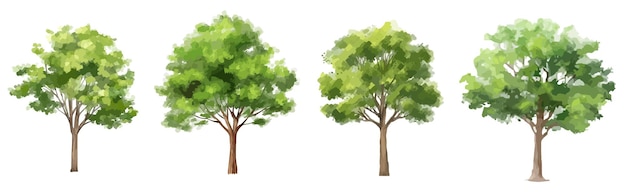 Green tree vector watercolor isolated on white background for landscape and architecture drawing