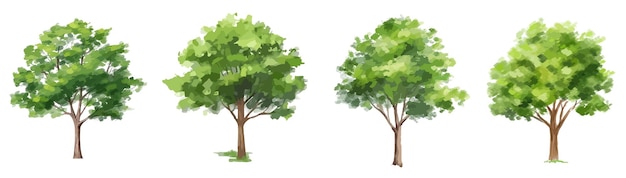 Green tree vector watercolor isolated on white background for landscape and architecture drawing