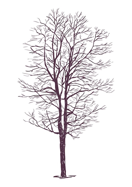 Hand drawing of one bare deciduous tree silhouette vector illustration isolated on white