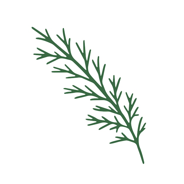 Hand drawn a branch of a Christmas tree. Fir branches. Vector doodle sketch illustration isolated on white background.