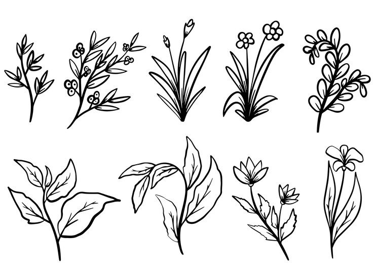 Vektör hand drawn flowers line art