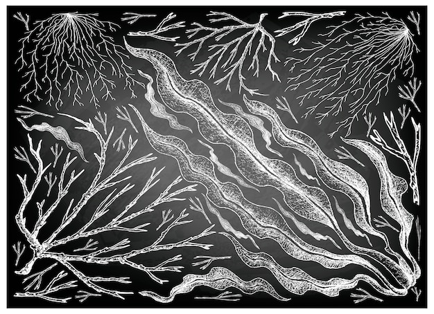 Hand Drawn of Sea Vegetables or Seaweed on Chalkboard
