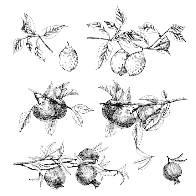 Hand drawn set of sketch fruits