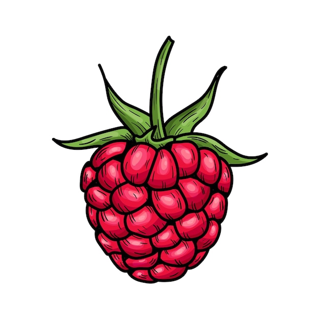 Hand drawn vector raspberry