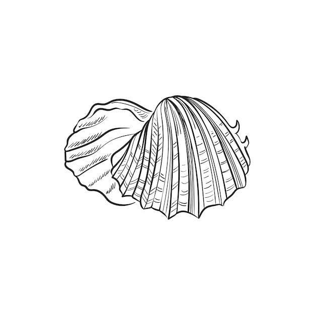 Handdrawn engraved line illustrations of realistic mollusk shells in various forms