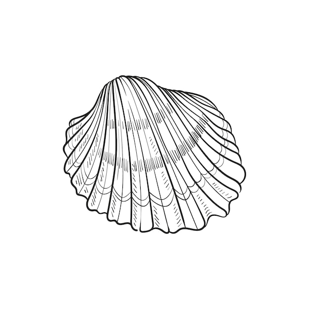 Handdrawn engraved line illustrations of realistic mollusk shells in various forms