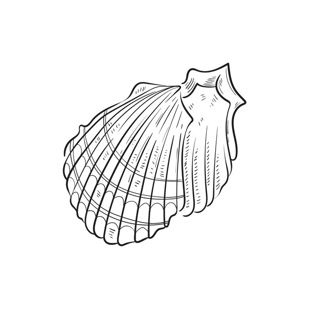 Handdrawn engraved line illustrations of realistic mollusk shells in various forms