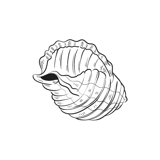 Handdrawn engraved line illustrations of realistic mollusk shells in various forms