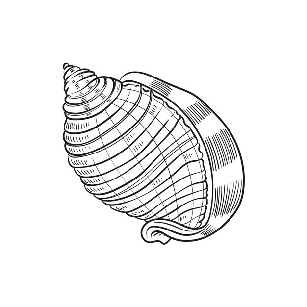 handdrawn engraved line illustrations of realistic mollusk shells in various forms