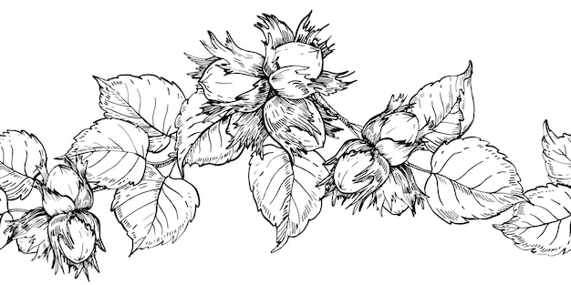 Hazelnut hand drawn ink vector seamless border whole nuts fruit branch flowers and leaves