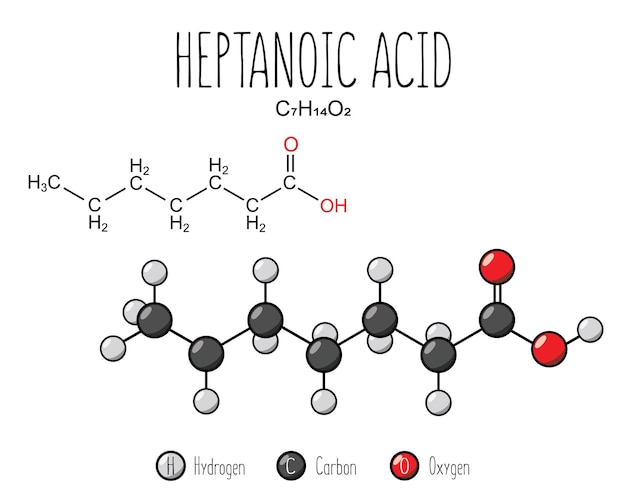 heptanoic acid skeletal structure and flat model representation isolated on a blank background vector editable