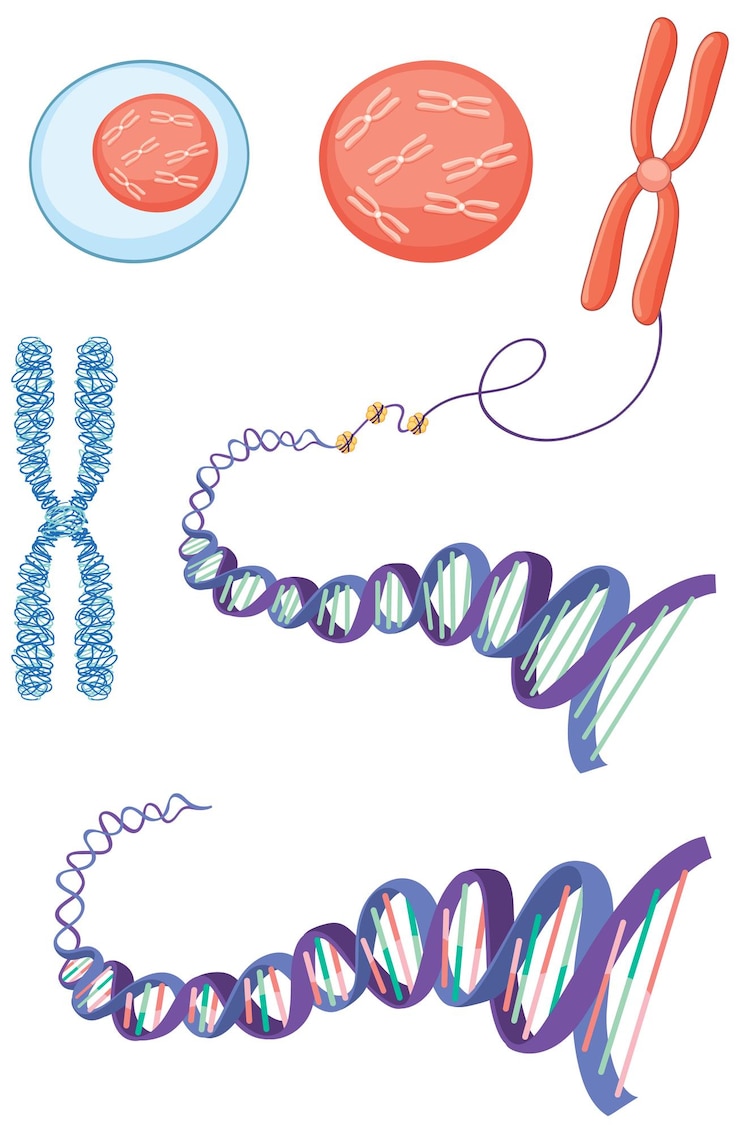 Vektör hücre yapısı kromozom histon ve dna