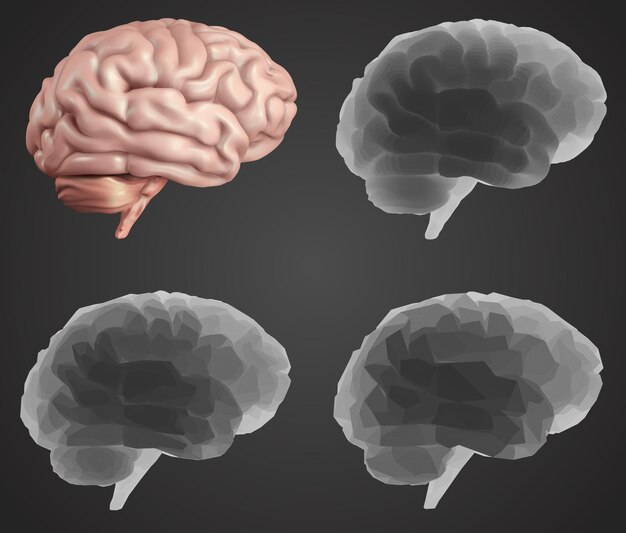 Human brain Vector set in different styles meshe