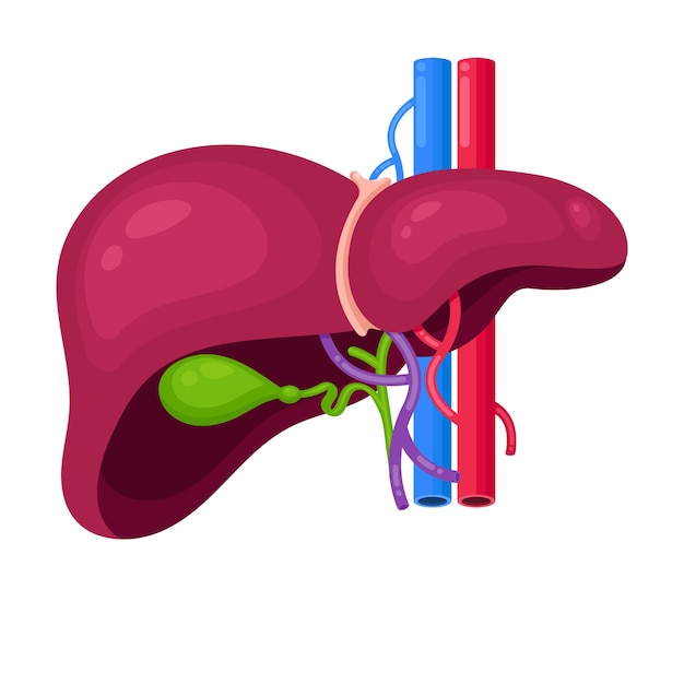 human liver and gall bladder