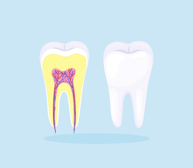 human tooth structure. cross section scheme representing tooth enamel, dentine, pulp with blood vessels and nerves, cementum and structures around it. dental anatomy