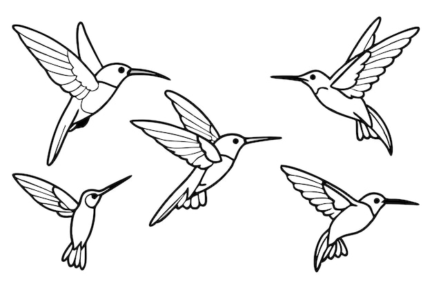 Hummingbird line art