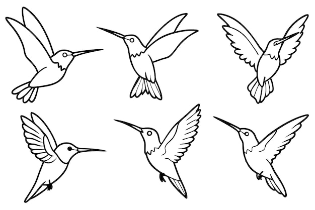 Hummingbird line art