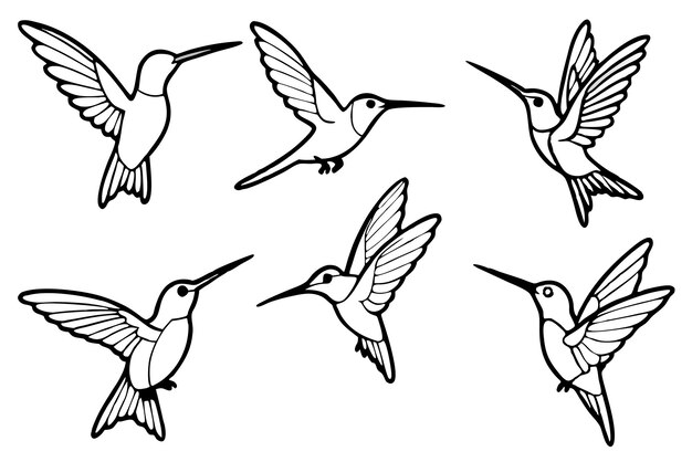 Hummingbird line art