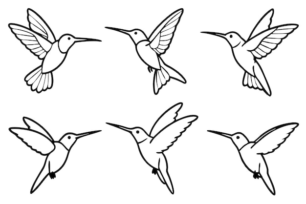 Hummingbird line art