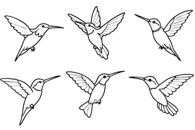 Hummingbird line art