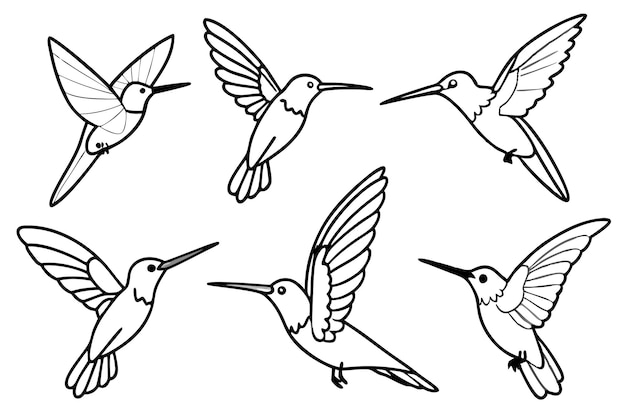 Hummingbird line art