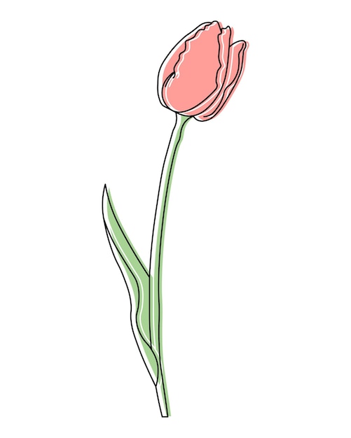 Illustration of a drawn pink tulip flower Wall art poster postcard invitation