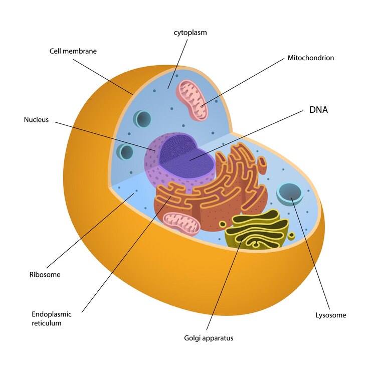 Vektör illustration of animal cell diagram