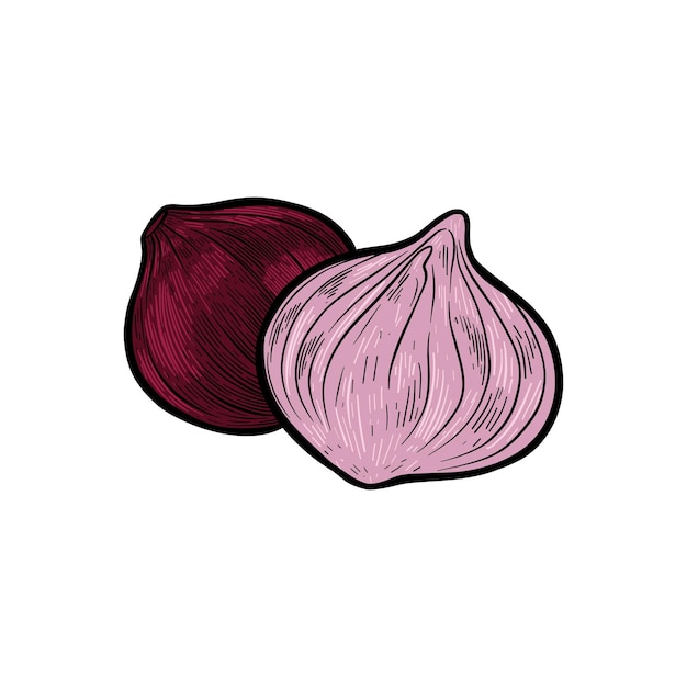 illustration of red onion engraving with