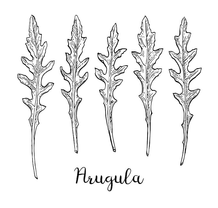 Vektör ink sketch of arugula isolated on white background hand drawn vector illustration retro style