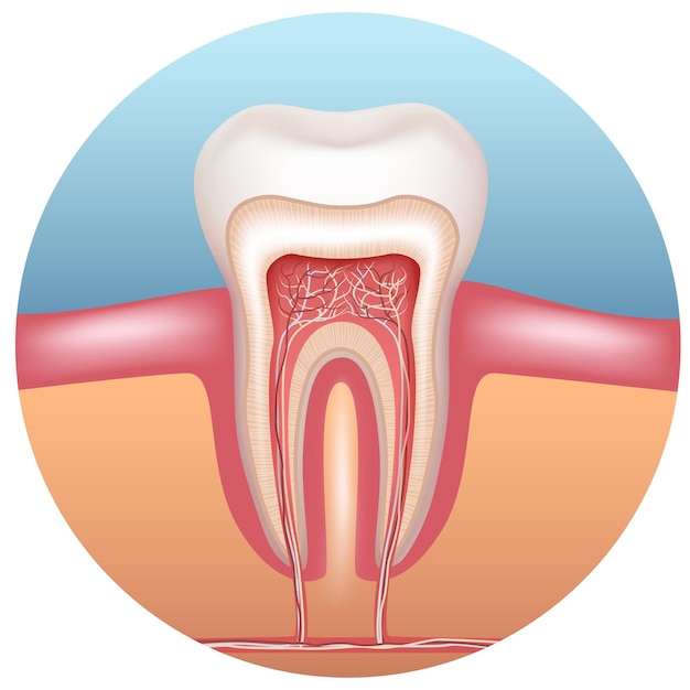 İnsan dişinin yapısı Diş anatomisi Vektör çizimi