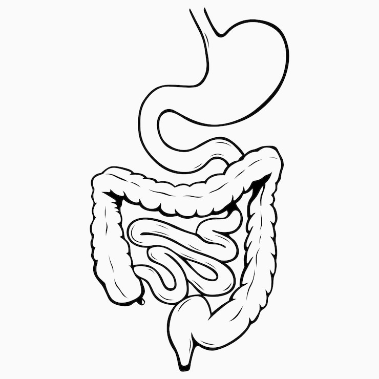 Vektör internal digestive system