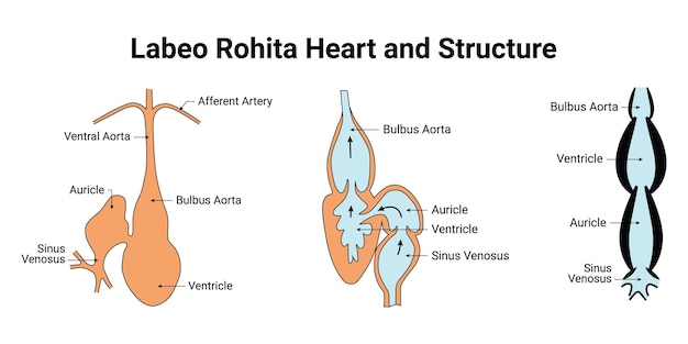 Labeo Rohita Heart and Structure Ventral Aorta Bulbus Arota Ventricle Auricle Vector Illustration