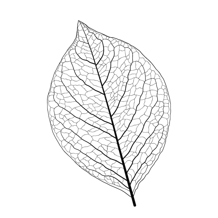 Vektör leaf bones pattern of leaves vein