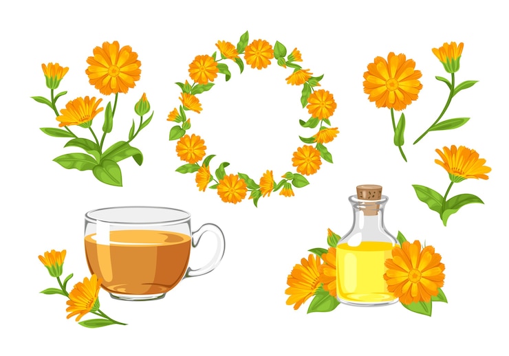 Vektör marigold flowers wreath tea calendula oil and bouquet