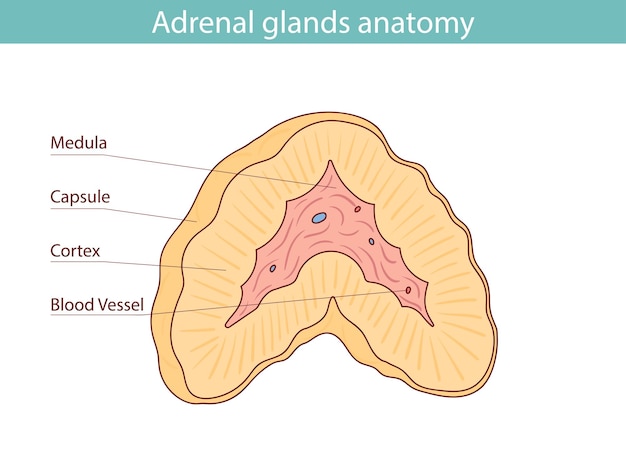 Medical illustration of adrenal glands and kidneys drawn by hand